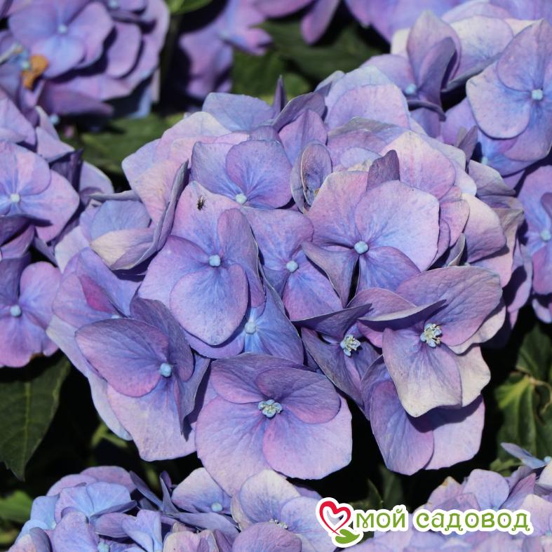 Гортензия крупнолистная Ренате Стайнгер ЗКС
