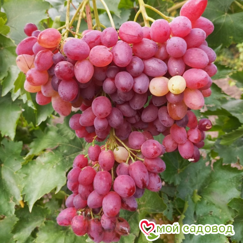 Виноград Велес