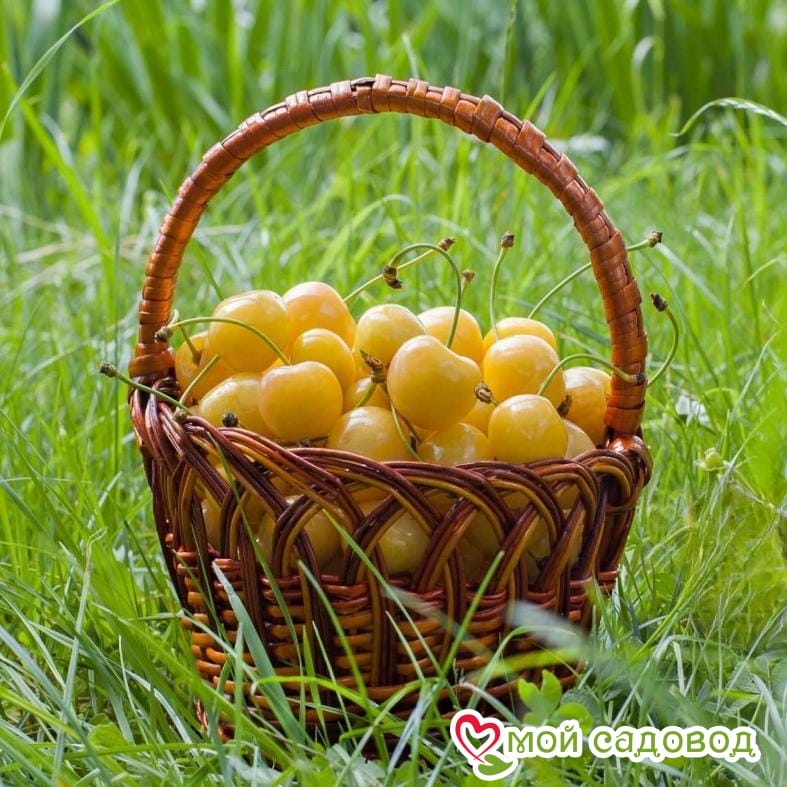 Черешня Дрогана желтая