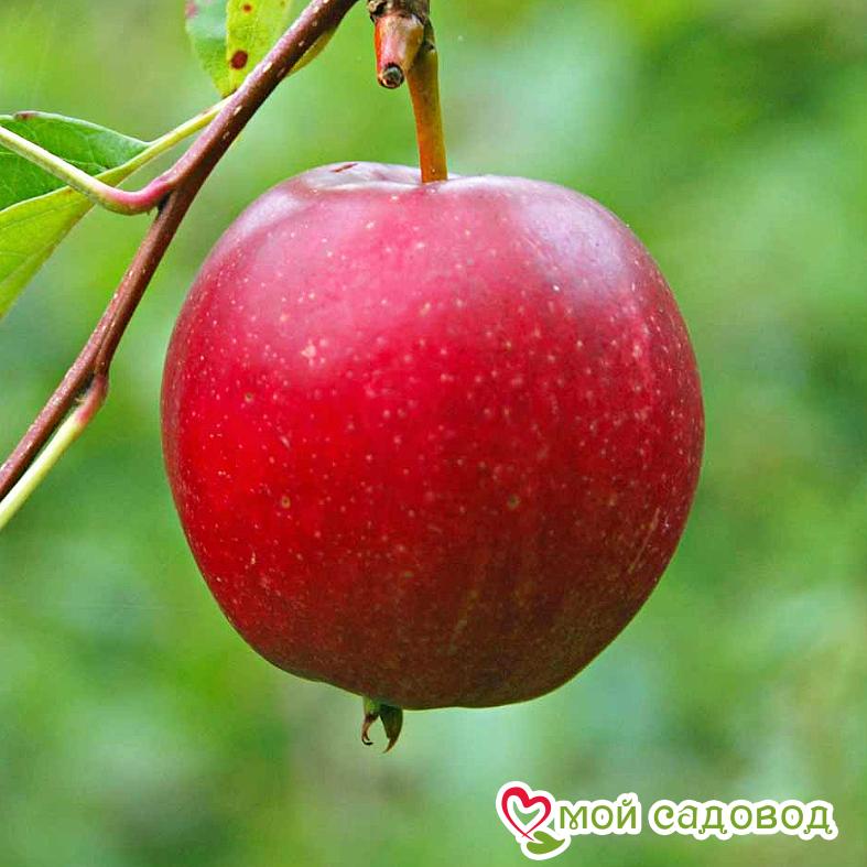 Яблоня Гала Маст
